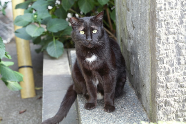 6月の猫さんぽ 1306075071 黒猫 白山 photo