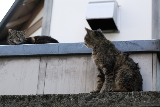 6月の猫さんぽ 1306075076 猫 白山 photo