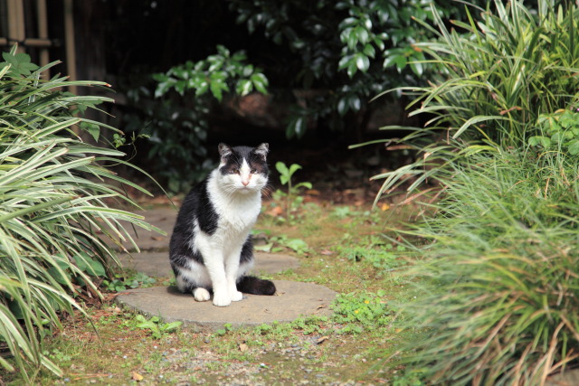 6月の猫さんぽ 1306156079 水稲荷神社 猫 新宿区西早稲田 photo