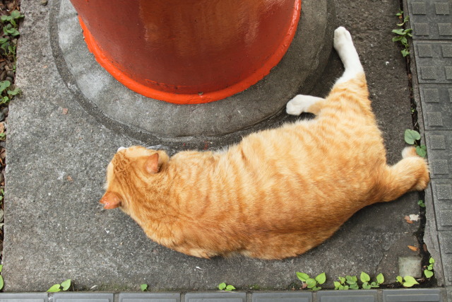 6月の猫さんぽ 1306184103 猫 フウタ♂ 台東区上野公園 photo