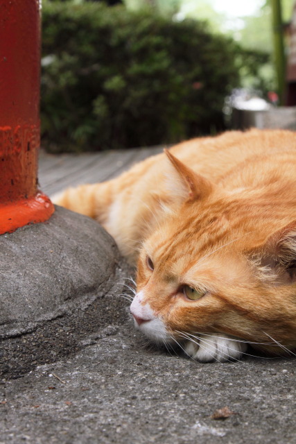 6月の猫さんぽ 1306184106 猫 フウタ♂ 台東区上野公園 thumbnail