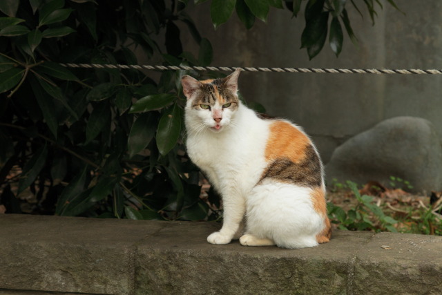 6月の猫さんぽ 1306184121 猫 ボン♀ 台東区上野公園 photo