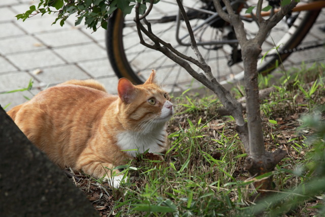 6月の猫さんぽ 1306186912 猫 フウタ♂ 台東区上野公園 photo