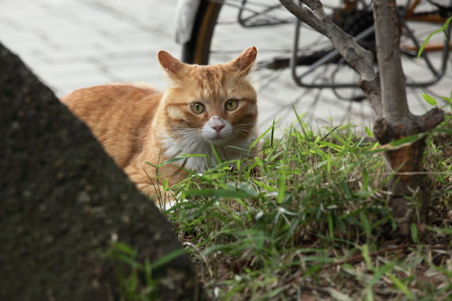 6月の猫さんぽ 1306186918 猫 フウタ♂ 台東区上野公園 photo