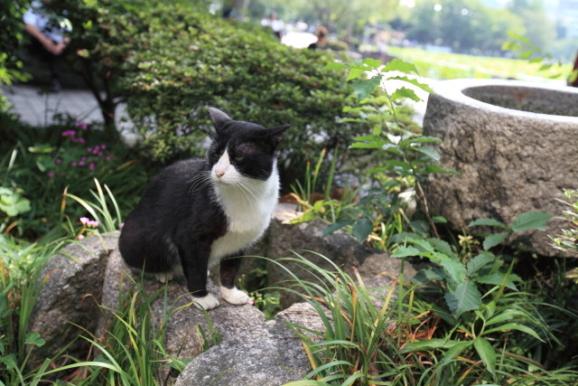 6月の猫さんぽ 1306227262 猫 ハチ♂ 台東区上野公園 photo