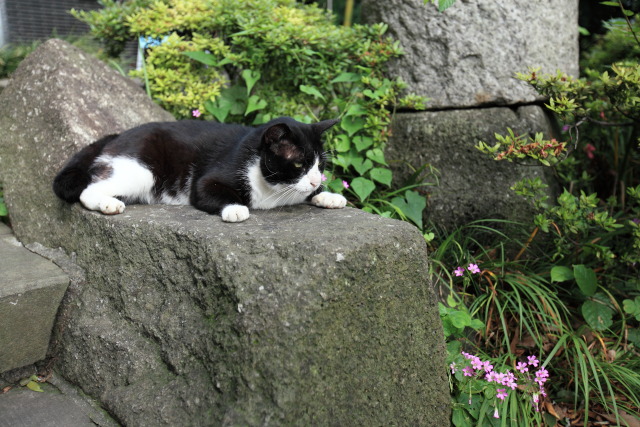 6月の猫さんぽ 1306227268 猫 ハチ♂ 台東区上野公園 photo