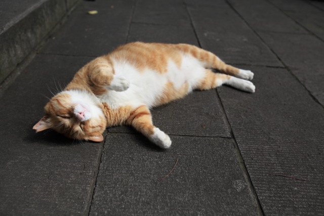 6月の猫さんぽ 1306227274 猫 フウタ♂ 台東区上野公園 thumbnail