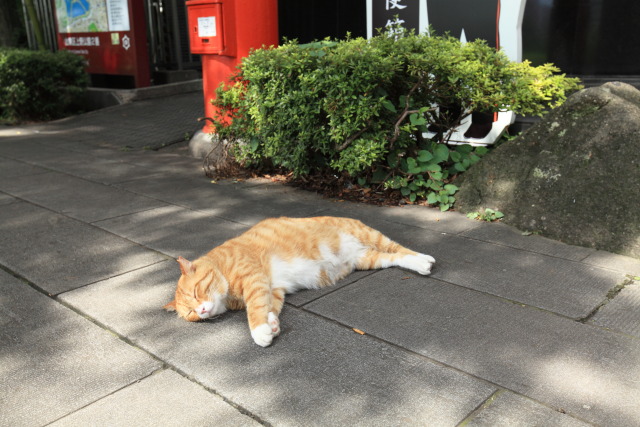 6月の猫さんぽ 1306227285 猫 フウタ♂ 台東区上野公園 photo