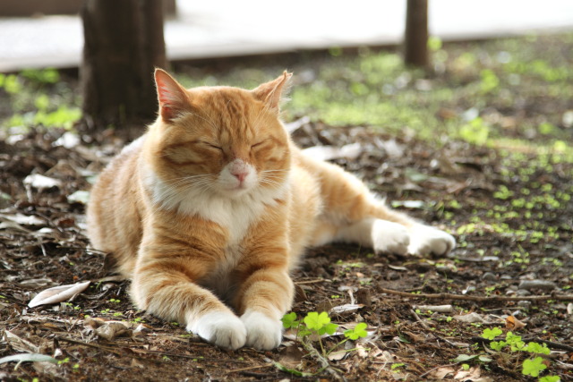 6月の猫さんぽ 1306284171 茶虎白猫 フウタ♂ 台東区上野公園 thumbnail
