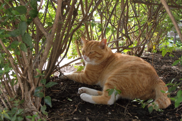 6月の猫さんぽ 1306304322 茶白虎猫 フウタ♂ 台東区上野公園 thumbnail
