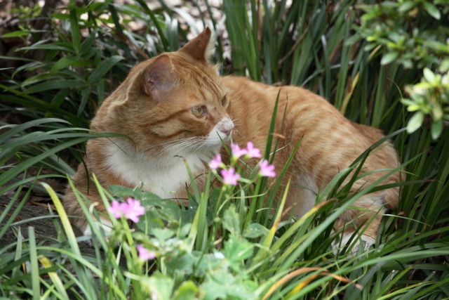 6月の猫さんぽ 1306307623 茶白虎猫 フウタ♂ 台東区上野公園 thumbnail