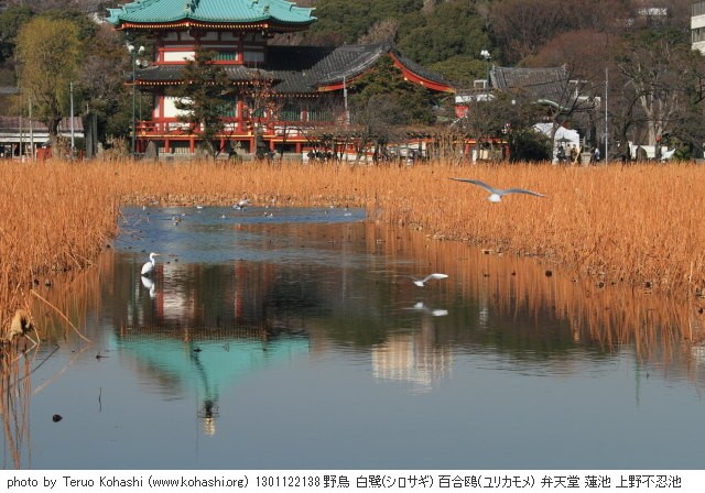 お寒うございます 1301122138 photo