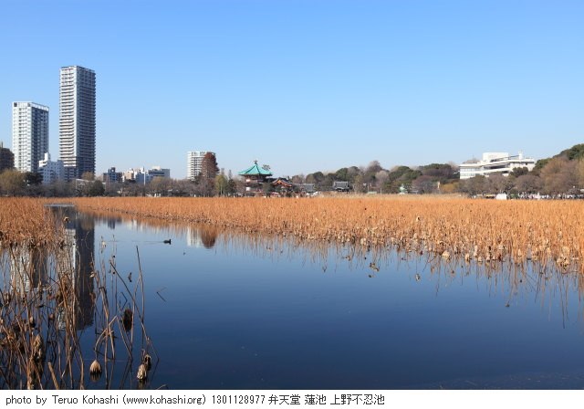 お寒うございます 1301128977 photo