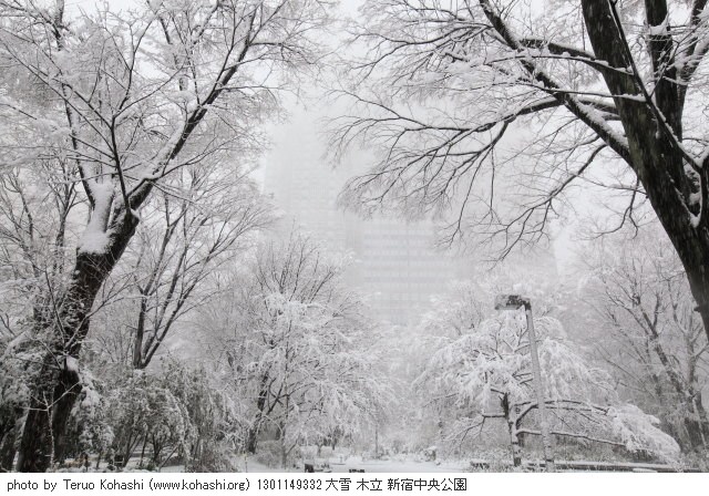 お寒うございます 1301149332 photo