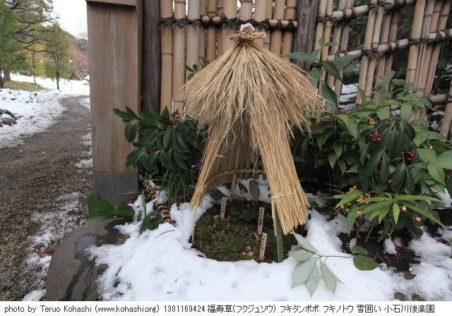 お寒うございます 1301169424  thumbnail