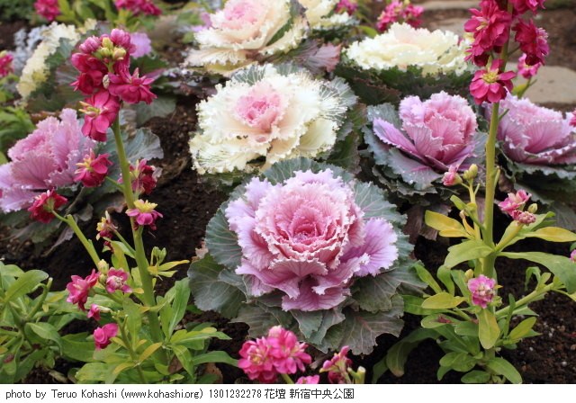 お寒うございます 1301232278  thumbnail