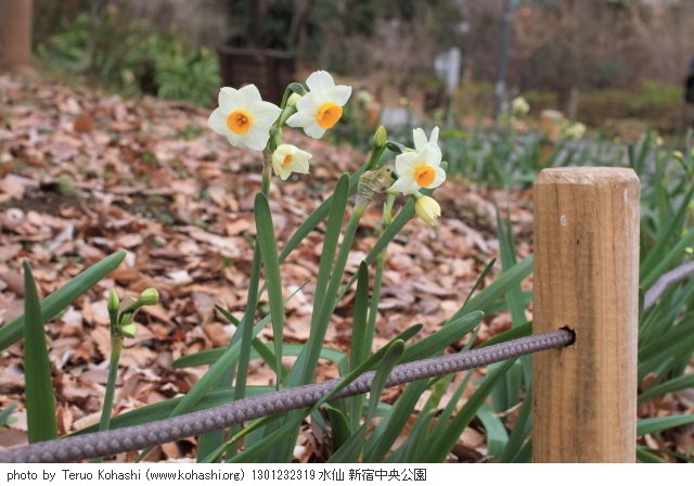 お寒うございます 1301232319  thumbnail