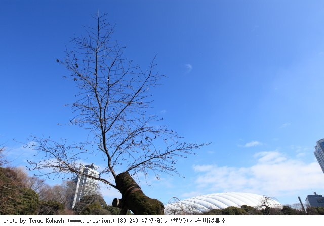 お寒うございます 1301240147  thumbnail