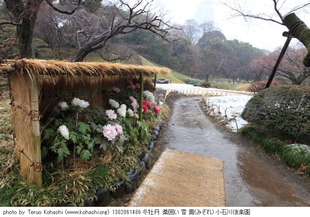 雨の小石川後楽園 1302061486 thumbnail