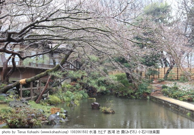 雨の小石川後楽園 1302061502 thumbnail