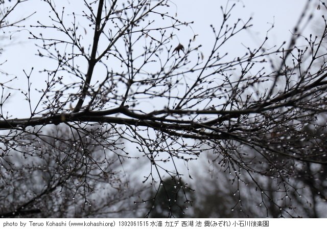 雨の小石川後楽園 1302061515 thumbnail