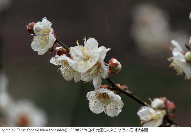 雨の小石川後楽園 1302062679 thumbnail