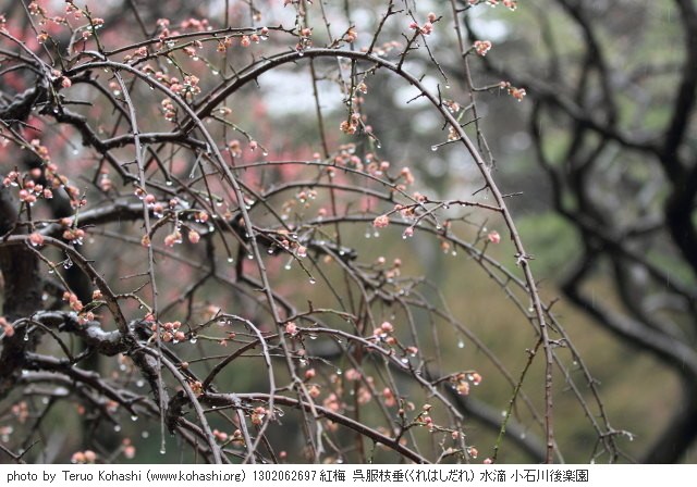 雨の小石川後楽園 1302062697 thumbnail