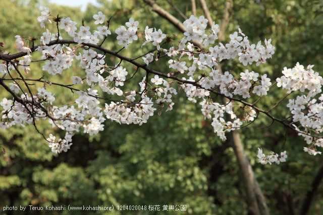 上海と無錫 撮影: 2012年3月~4月 1204020048 桜花 黄興公園 photo