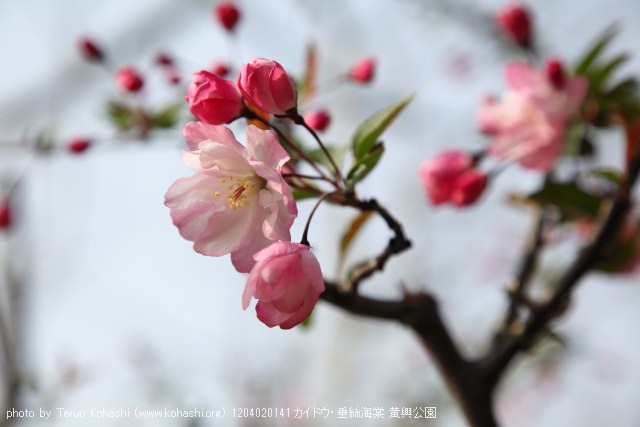 上海と無錫 撮影: 2012年3月~4月 1204020141 カイドウ・垂絲海棠 黄興公園 photo