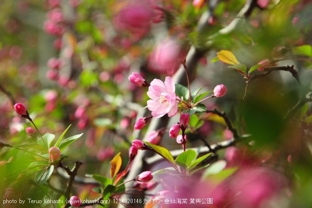 上海と無錫 撮影: 2012年3月~4月 1204020146 カイドウ・垂絲海棠 黄興公園 photo