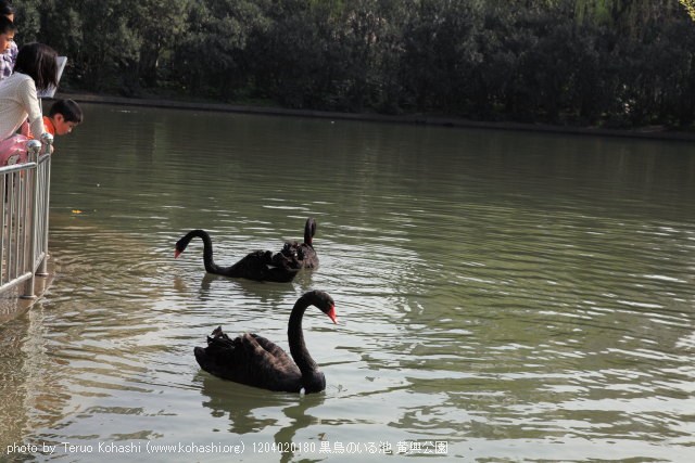 上海と無錫 撮影: 2012年3月~4月 1204020180 黒鳥のいる池 黄興公園 photo