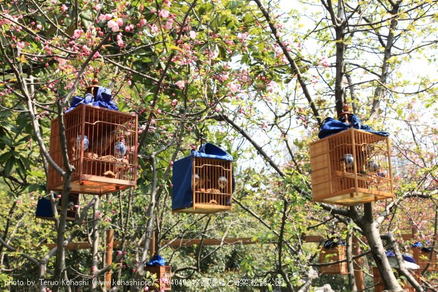 上海と無錫 撮影: 2012年3月~4月 1204040349 画眉鳥と海棠 松鶴公園 photo