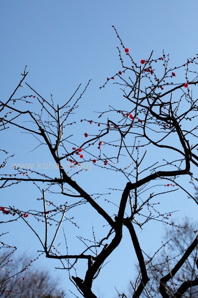 寒紅梅(小石川後楽園)