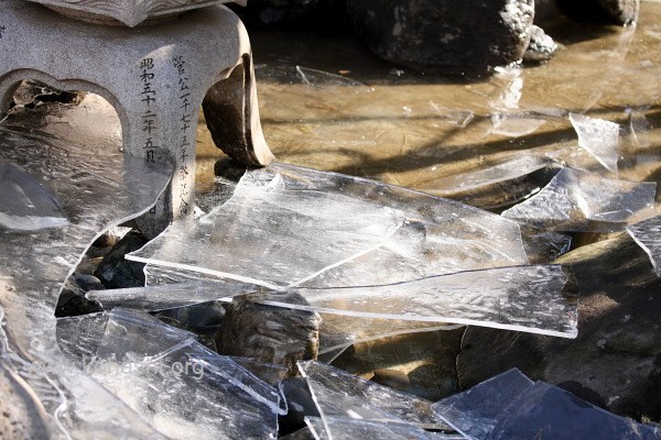 厚い氷が残る湯島天神の庭園の池