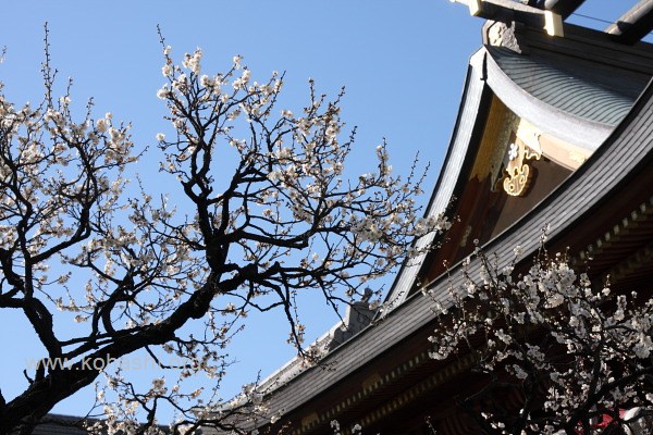 早咲きの白梅(湯島天神)