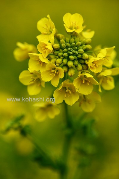 菜の花(浜離宮庭園)