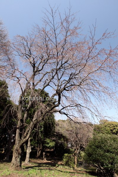 江戸彼岸枝垂れ桜(東京国立博物館)