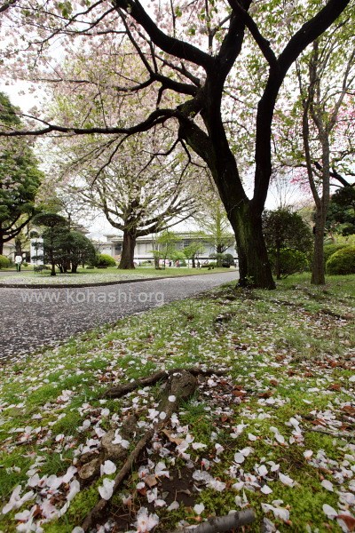 一葉桜(いちようさくら)(上野・東京国立博物館)