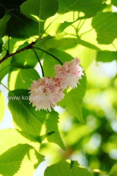 桜(上野・東京国立博物館)