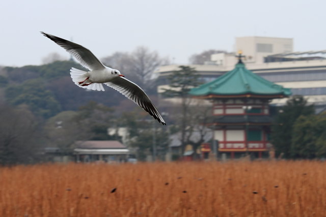 ユリカモメ 東京・上野不忍池