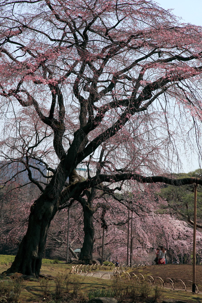 枝垂桜　小石川後楽園