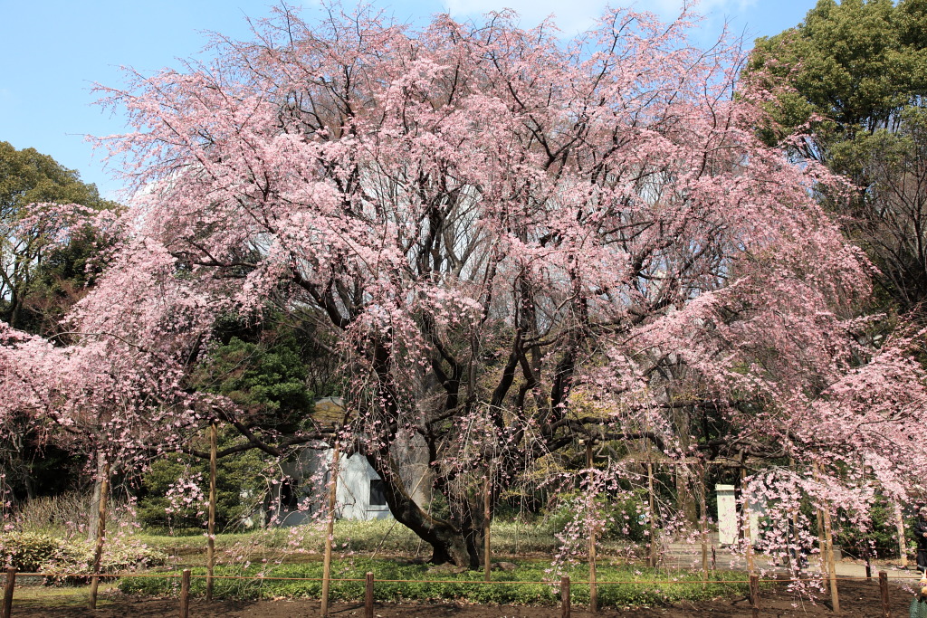 枝垂桜　六義園