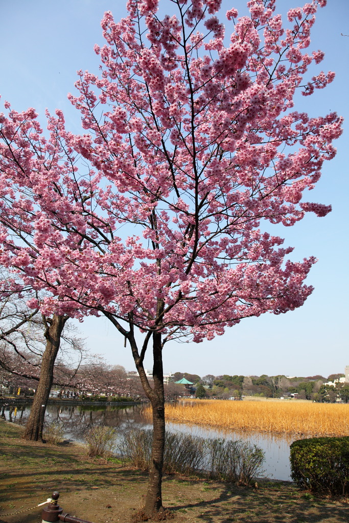 陽光桜　上野公園