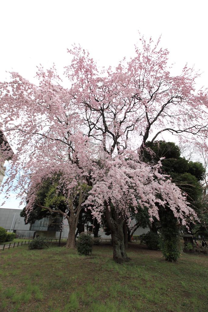 江戸彼岸枝垂桜　東京国立博物館