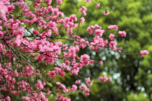 キクモモ (上野公園)