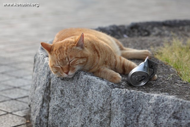 酔っ払い猫 ナツ(上野公園)