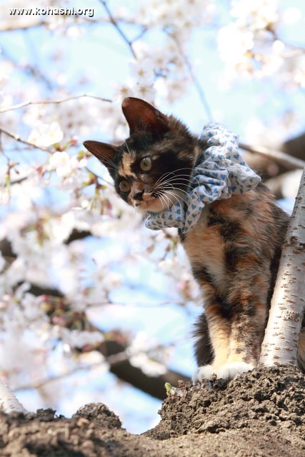 花見猫 (上野公園)