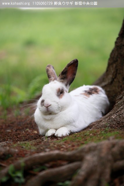 野良ウサギ (新宿中央公園)
