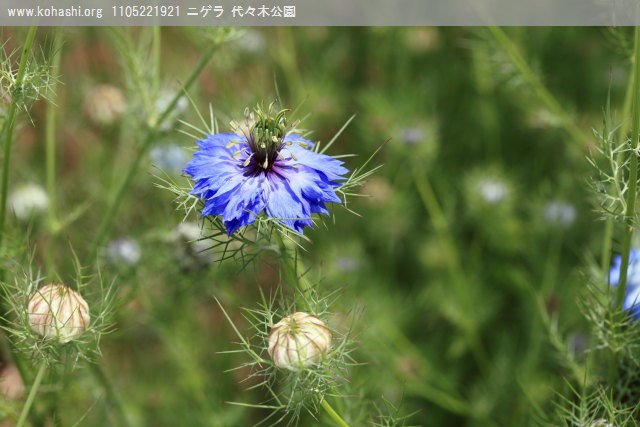 イガイガのニゲラ(代々木公園)