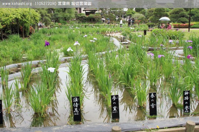 2011-05-27 花菖蒲が咲き始めました。葛飾・堀切菖蒲園